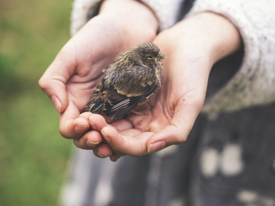 Two hands holding a little bird