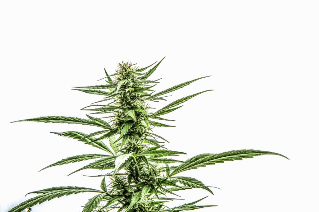 Sativa strains: Cola on white background