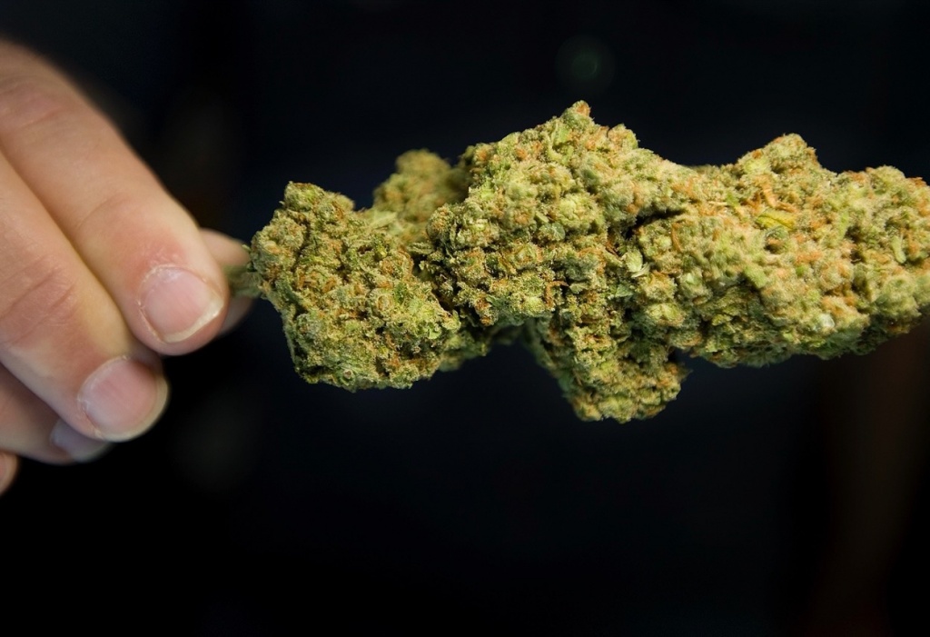 Sativa Strain: Jack Herer buds