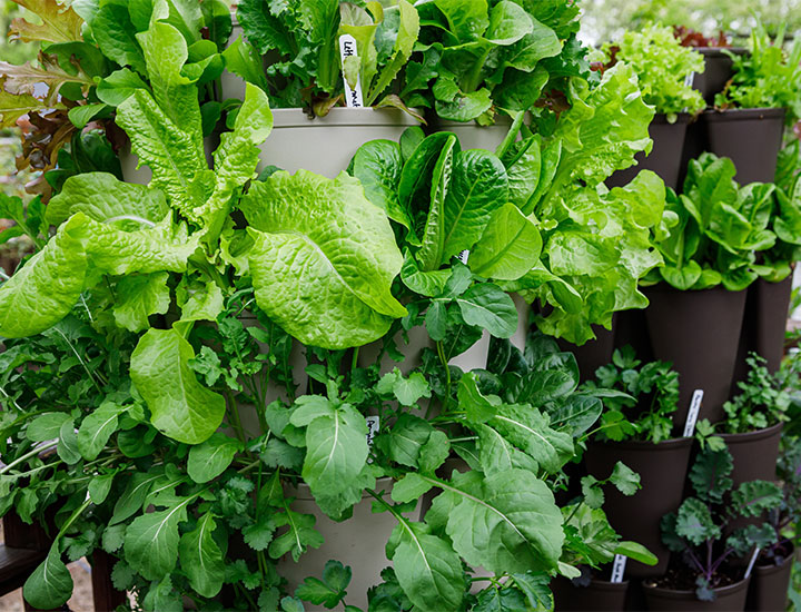 Green leafy vegetables