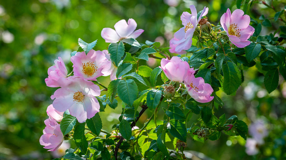 Wild roses