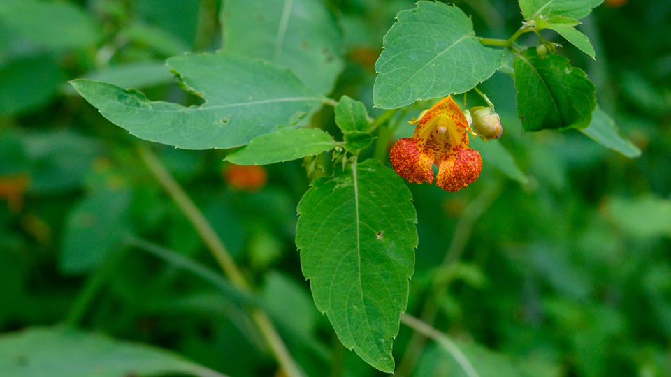 Jewelweed flower