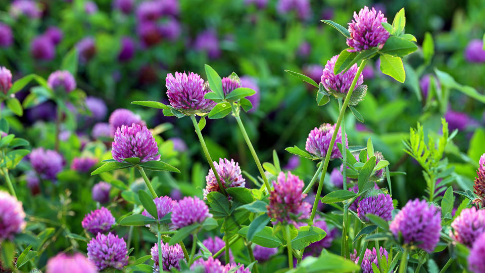 Red clover flowers