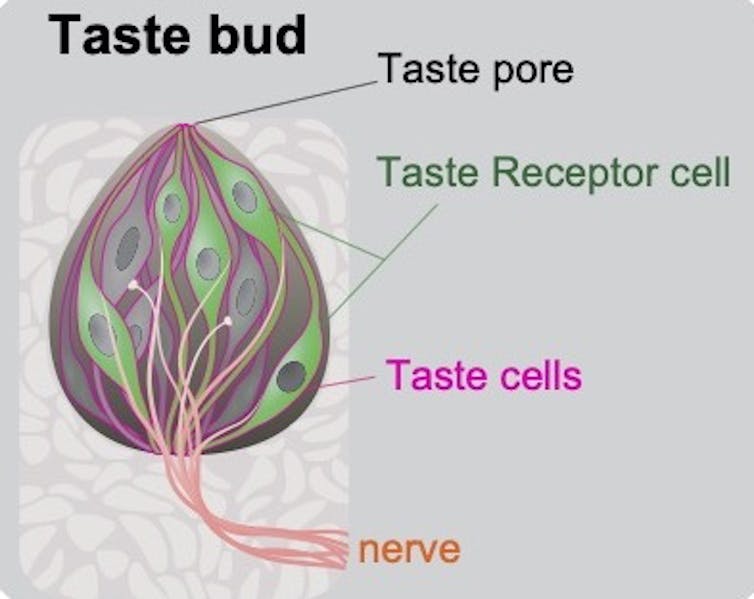 A diagram of a taste bud, with arrows pointing to the taste pore, a taste receptor cell, and taste cells.