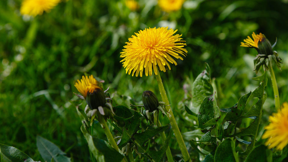 Photos of dandelions