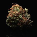 Delta 8 vs Delta 9 vs 10 and 11: Comparing popular THC variants