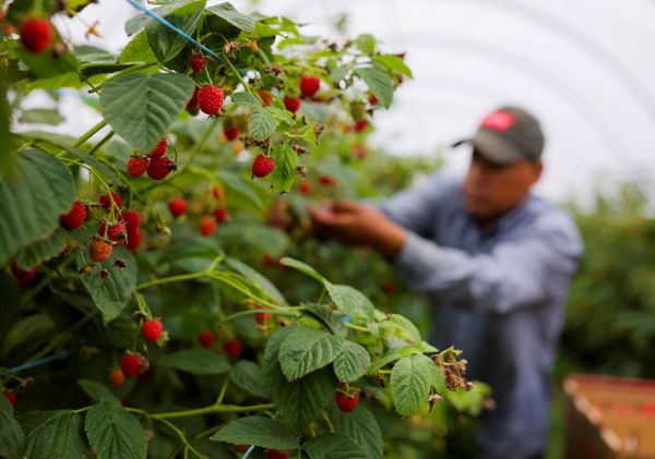 Five healthy foods to add to your summer diet