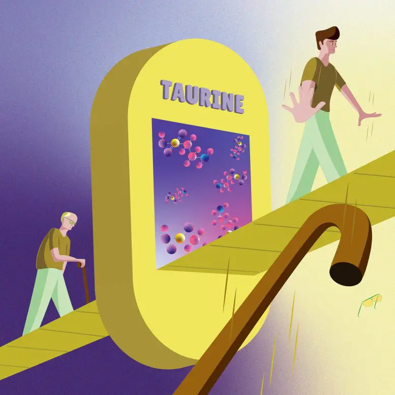 Taurine may be the key to a longer, healthier life